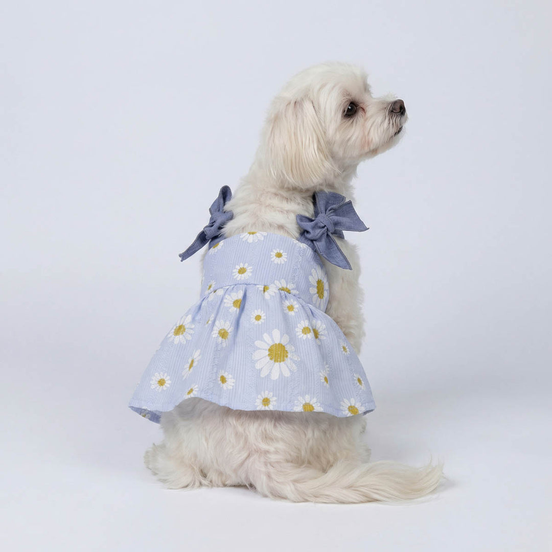 Back view of Maltese wearing a daisy dog dress