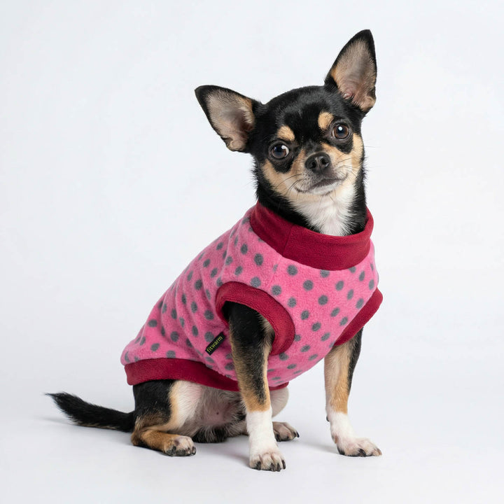 Chihuahua wearing a pink polka dot sweater for dog on a white background