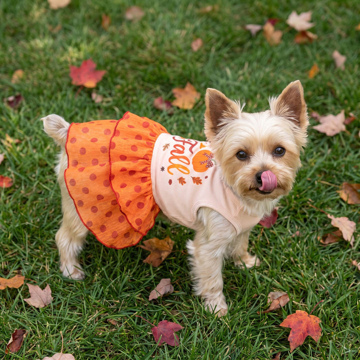 Small dog standing on green grass with scattered autumn leaves, wearing a ruffled dress for dogs with pumpkin and polka dots design