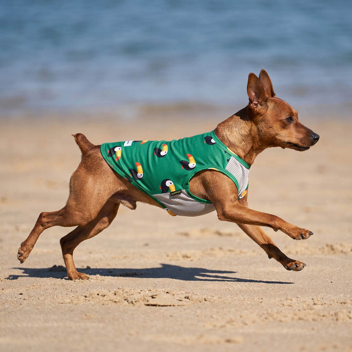 Small dog running on the beach with a toucan print dog tank top