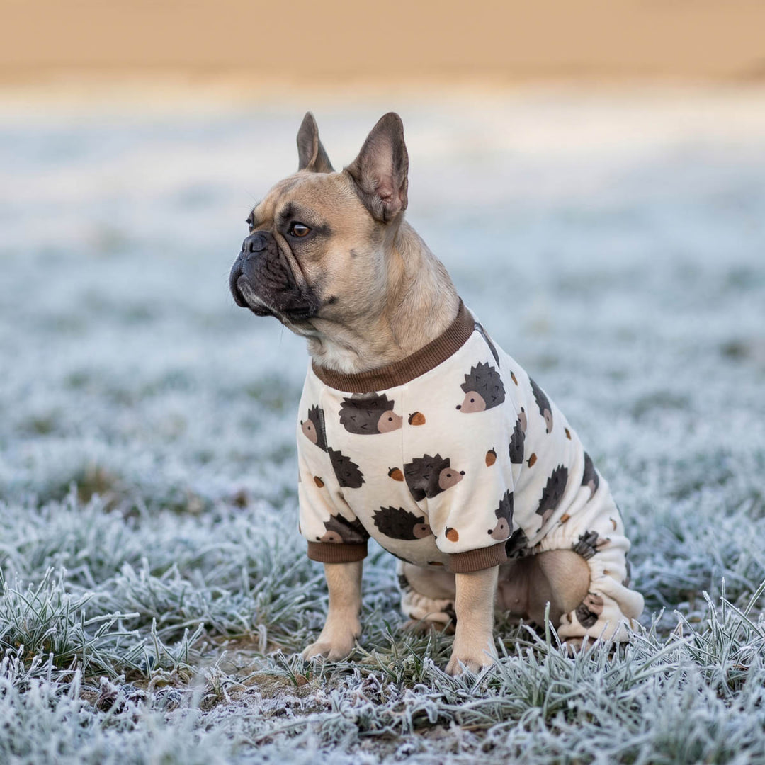 French Bulldog sitting on the grass with a dog jammies in funny hedgehog prints