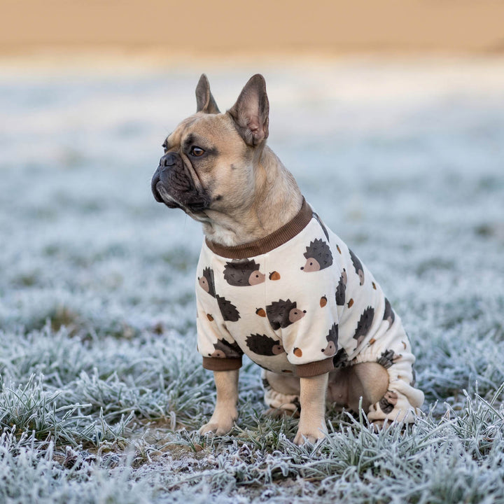 French Bulldog sitting on the grass with a dog jammies in funny hedgehog prints