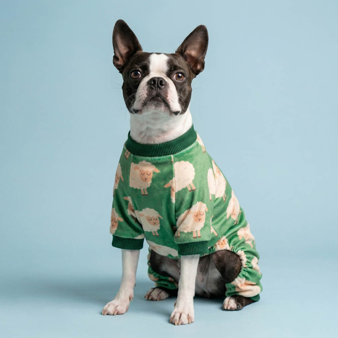 Cute sheep prints dog onesie worn by a Boston Terrier in a blue background