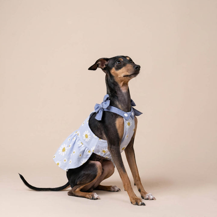 Italian Greyhound wearing a blue dog tutu with daisy print in beige background