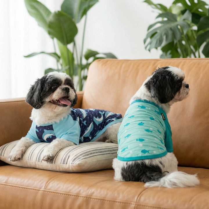 Two small dogs wearing blue shirt for dogs sitting on a brown couch with plants in the background