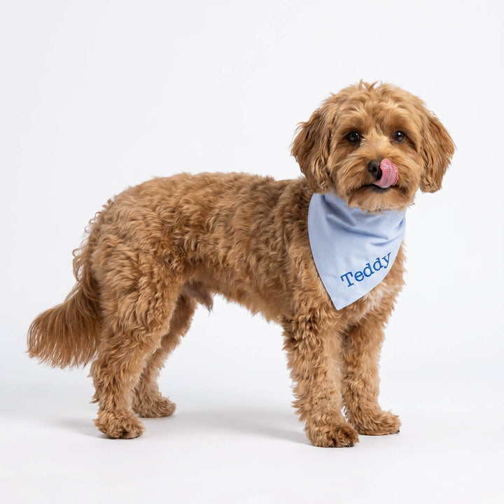 Dog wearing a blue dog bandana with 'Teddy' on a white background