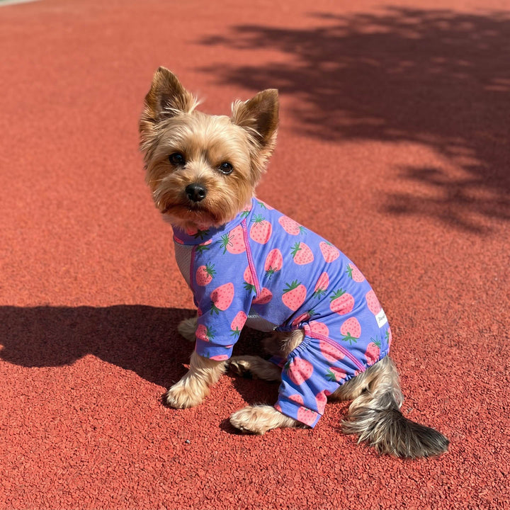 Small dog wearing a strawberry patterned dog onesie with mesh fabric on a red surface