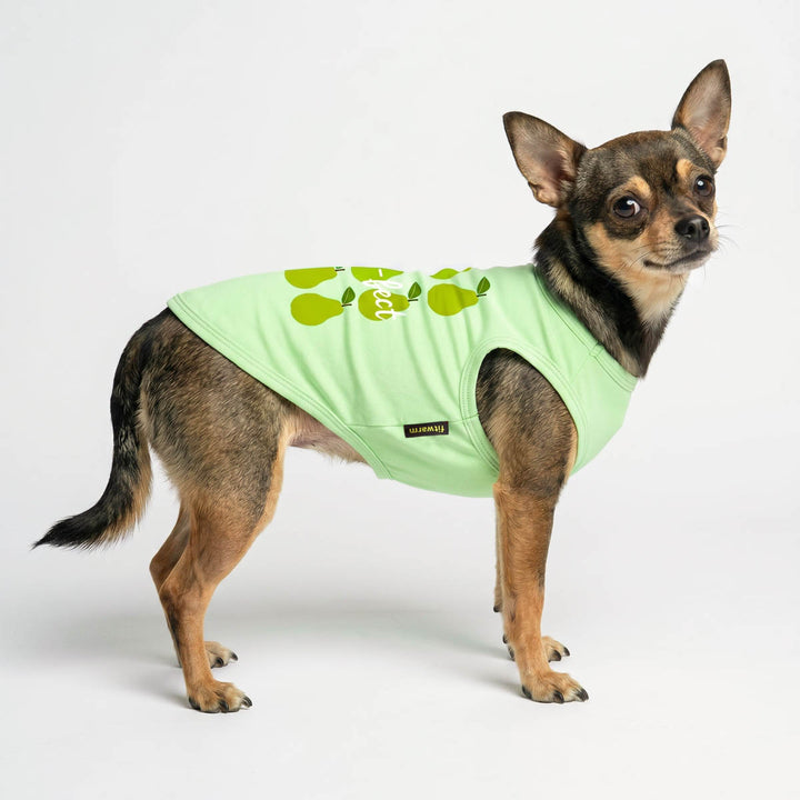 Chihuahua standing on white background in a fruit themed dog shirt