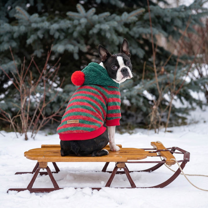 Boston Terrier dog sitting on a wooden sled in the snow, wearing a green and red striped knit dog hoodie with a red pom-pom hood