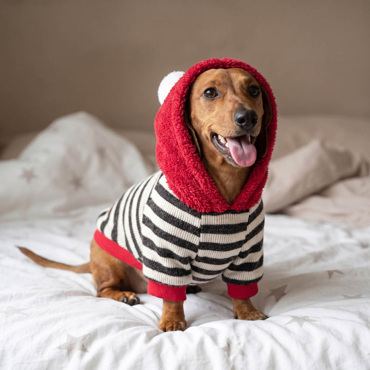 Dachshund wearing a fuzzy hoodie for dogs and sitting on a bed