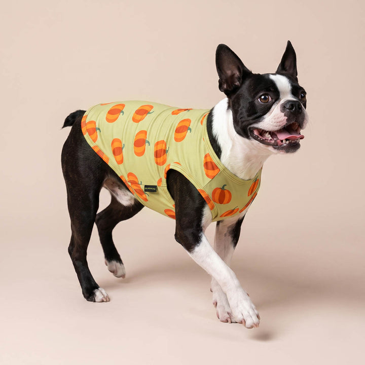 Boston Terrier dog wearing a sage green dog Thanksgiving tshirt with an orange pumpkin pattern