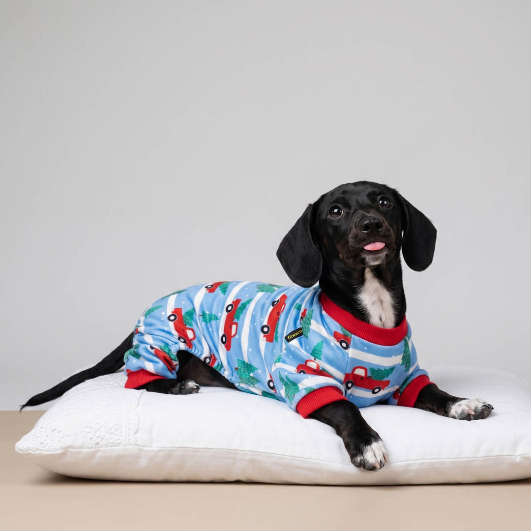 Small dog lying on a crusion with a Christmas dog pjs
