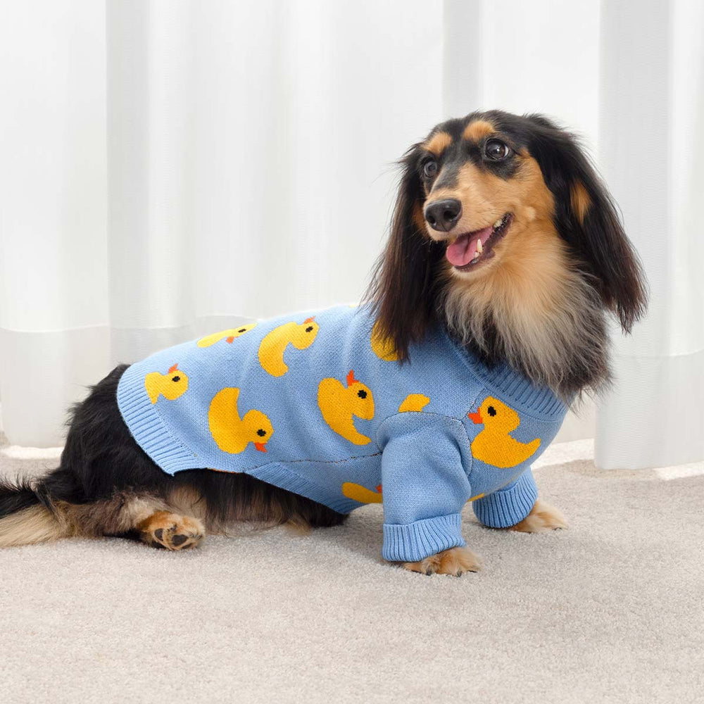 Dachshund wearing light blue dog sweater decorated with playful yellow duck patterns indoors