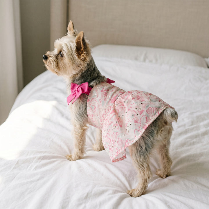 Yorkie wearing a summer dress for dogs and standing on the bed