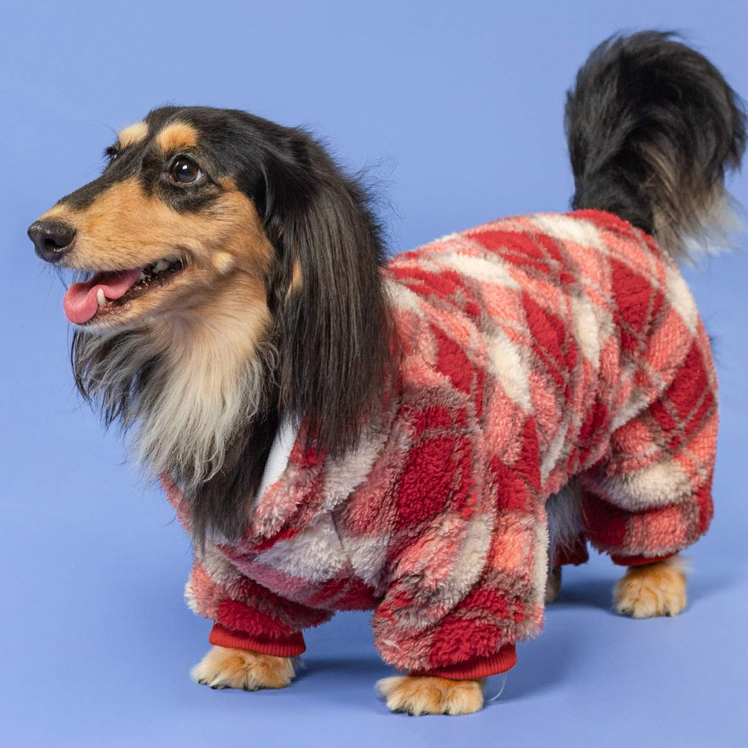 Dachshund in red plaid dog pajamas standing on blue background looking cheerful