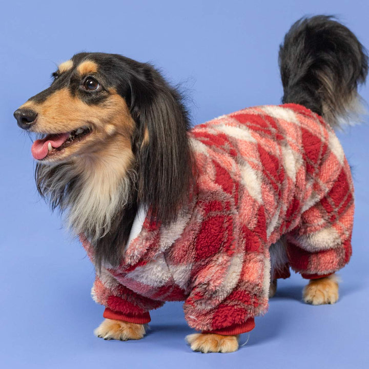 Dachshund in red plaid dog pajamas standing on blue background looking cheerful