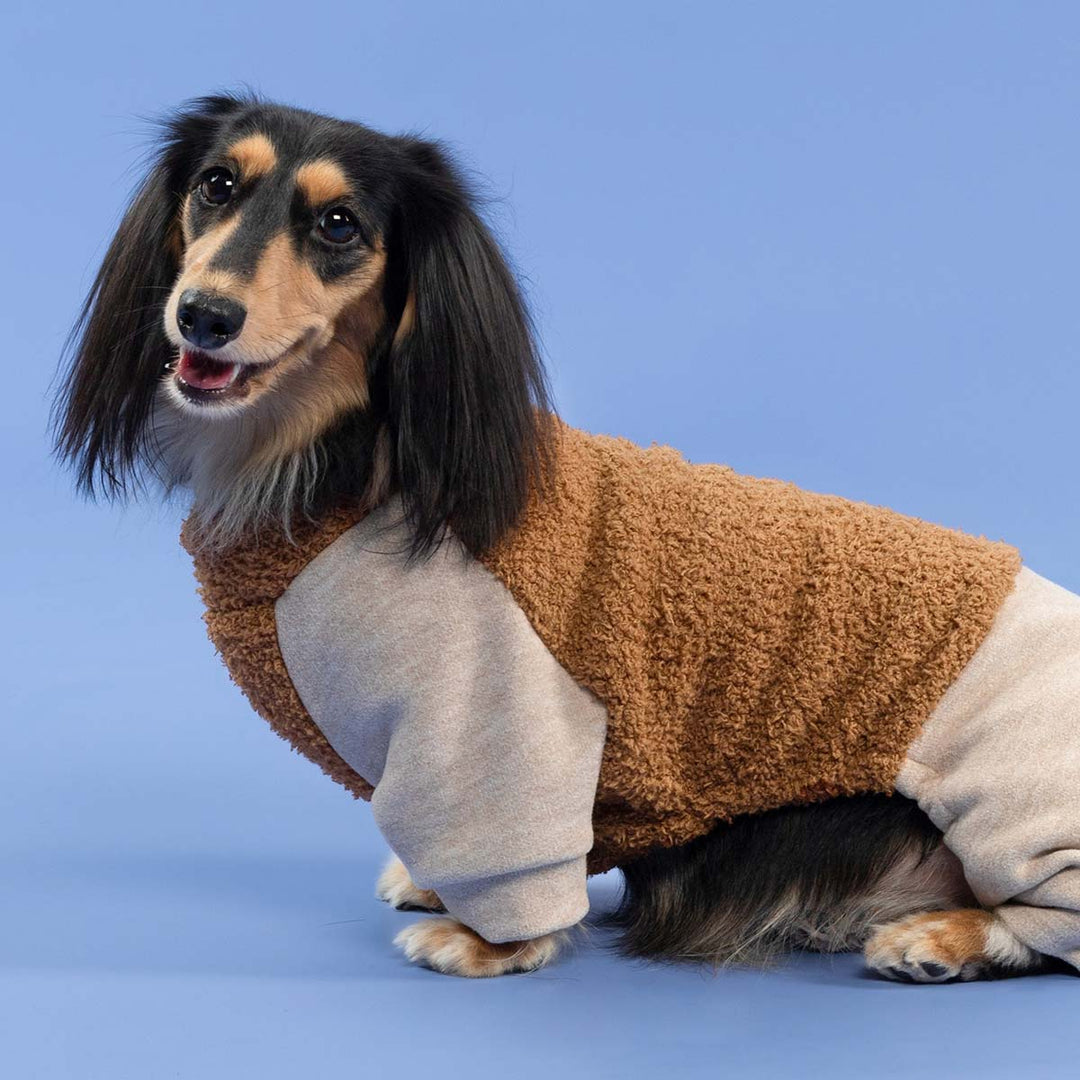 Dachshund sitting in cozy brown and beige dog pajamas