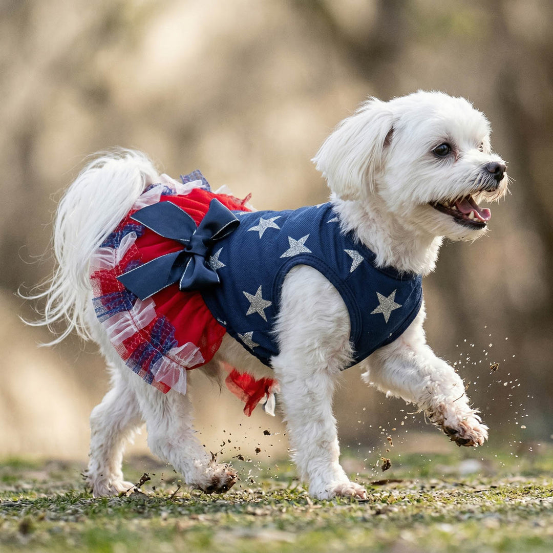 Small dog wearing a 4th of July dress for dogs with star and bow, running on the grass