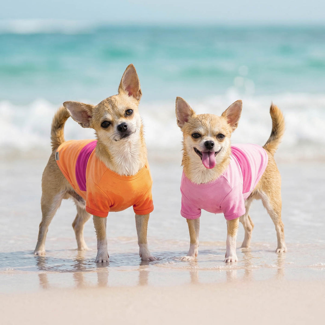 Two chihuahuas in colorful dog T shirt standing on a beach with ocean in the background