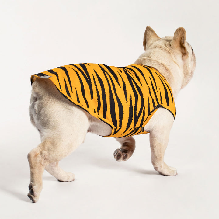 French Bull Dog in a Dog Shirt with Classic Tiger Stripes - Fitwarm Dog Clothes