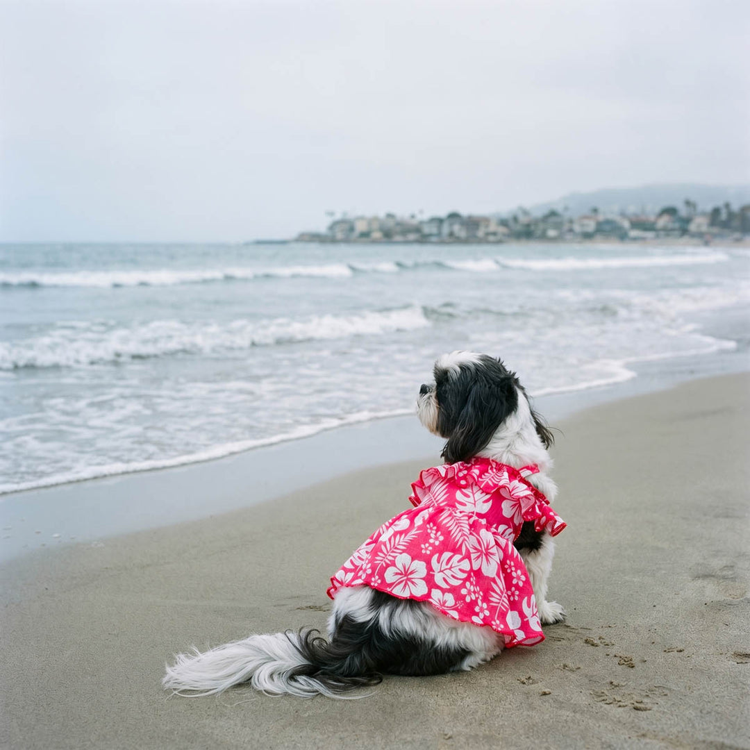 Small dog wearing a Hawaiian dress for dogs in and sitting on a beach