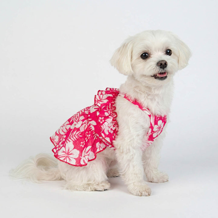 Maltese in a Hawaiian dog dress with tropical flower prints