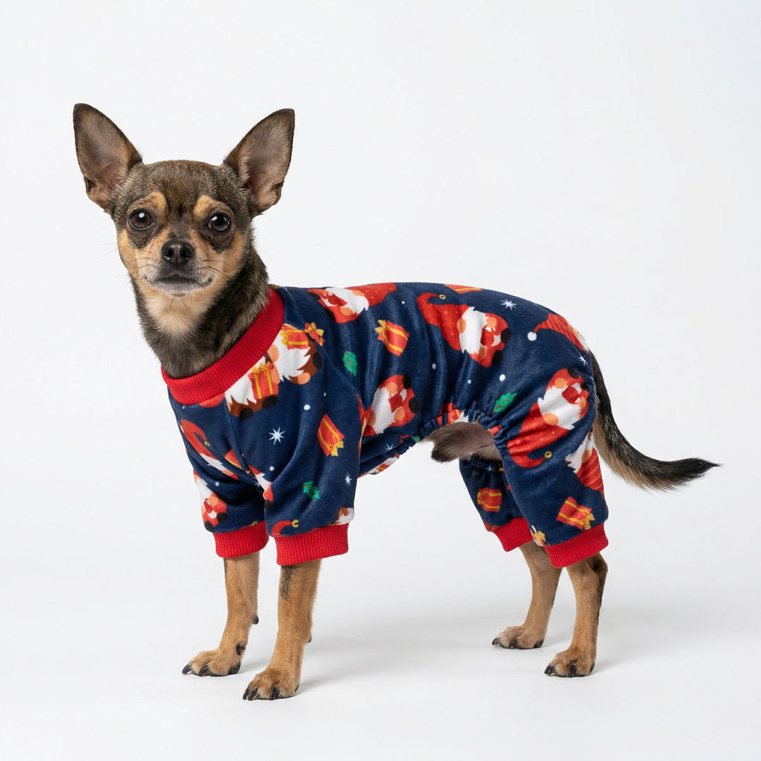 Chihuahua in a Christmas dog pjs with funny gnome prints