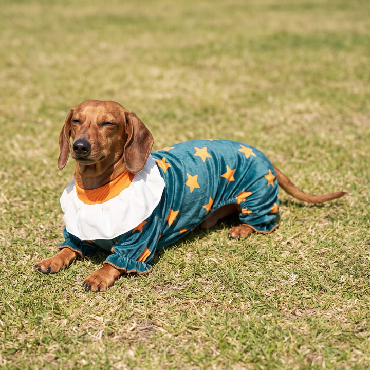 Dachshund lying on the grass with a funny clown costume for dogs