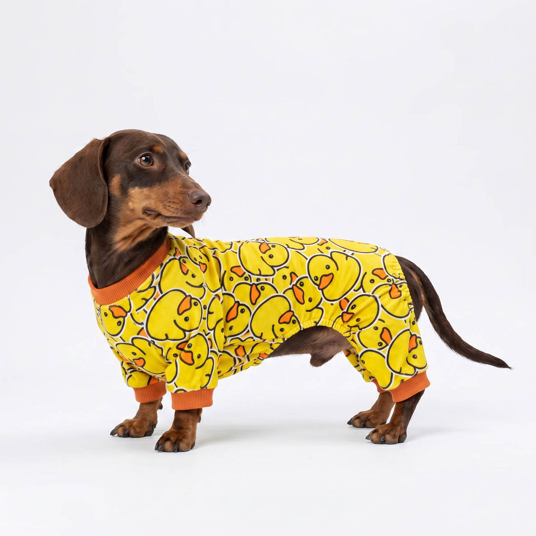 Dog wearing a yellow rubber duck dog pjs on a white background