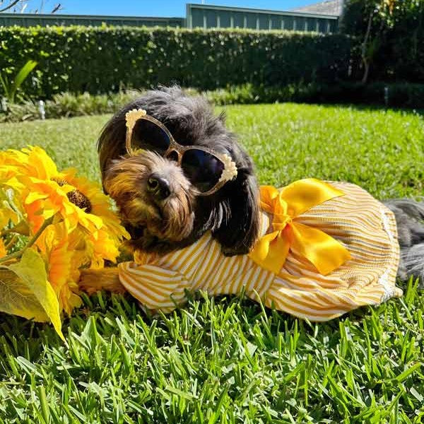 Havanese in a Yellow Striped Dog Dress with Charming Bowknot - Fitwarm Dog Clothes