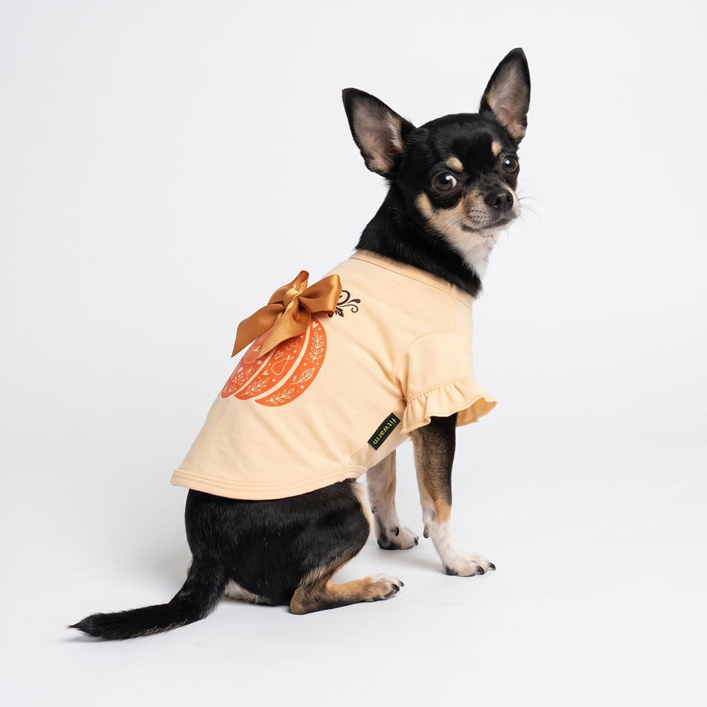 Chihuahua sitting on a white background with a ruffled pumpkin bow dog t-shirt