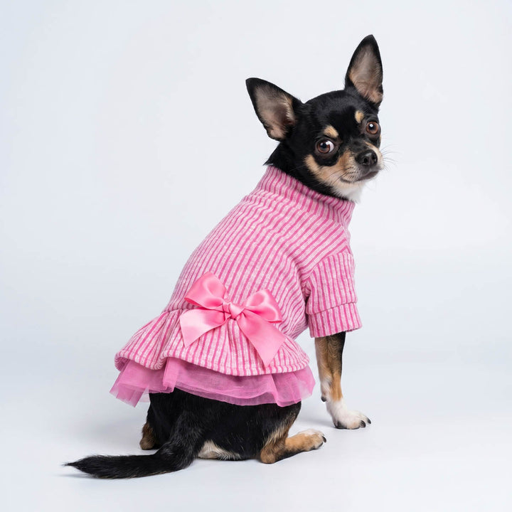 Chihuahua looks back with a turtleneck dress for dogs in a studio background