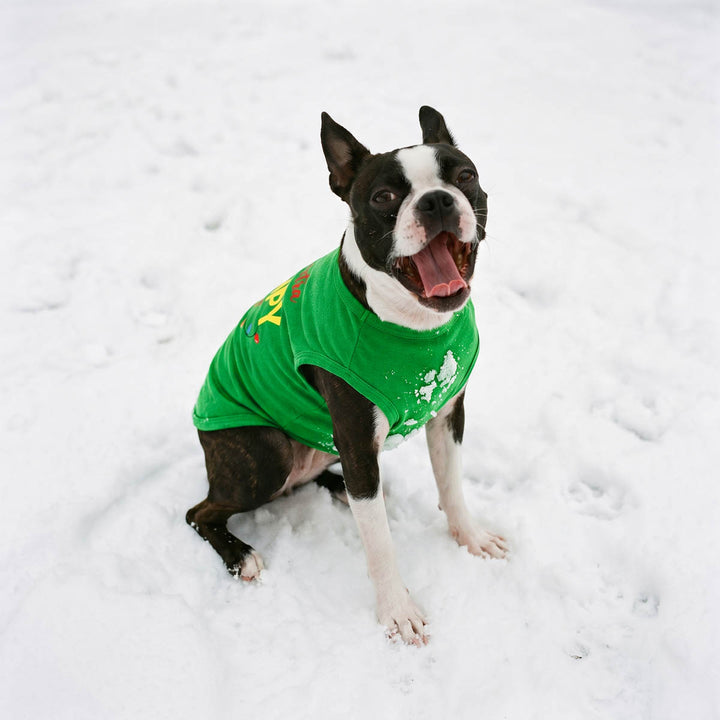 Boston Terrier dog sitting in the snow with a bright green Christmas dog tshirt with yellow and white graphics