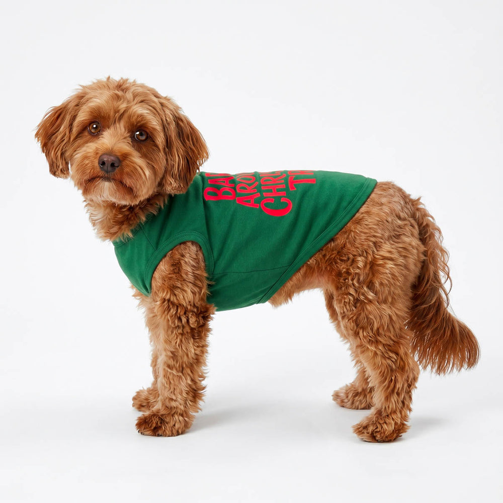 Small brown dog wearing a green dog tshirt with red text that reads 'Barkin around the Christmas tree', photographed against a clean white studio background