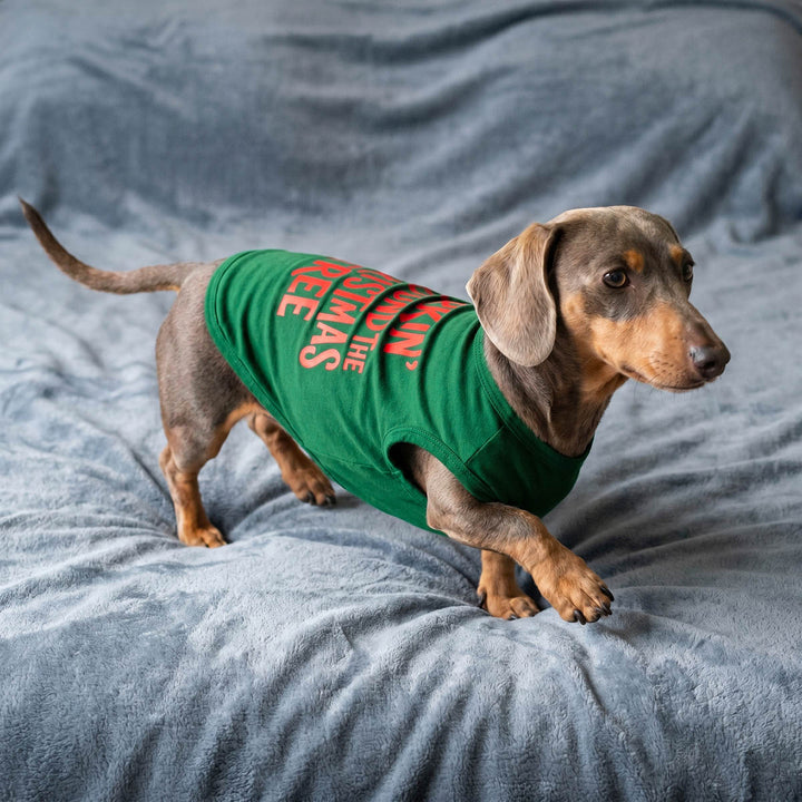 Dachshund wearing a green Christmas dog tshirt with red text reading 'Barkin' Around the Christmas Tree' stands on a gray blanke.