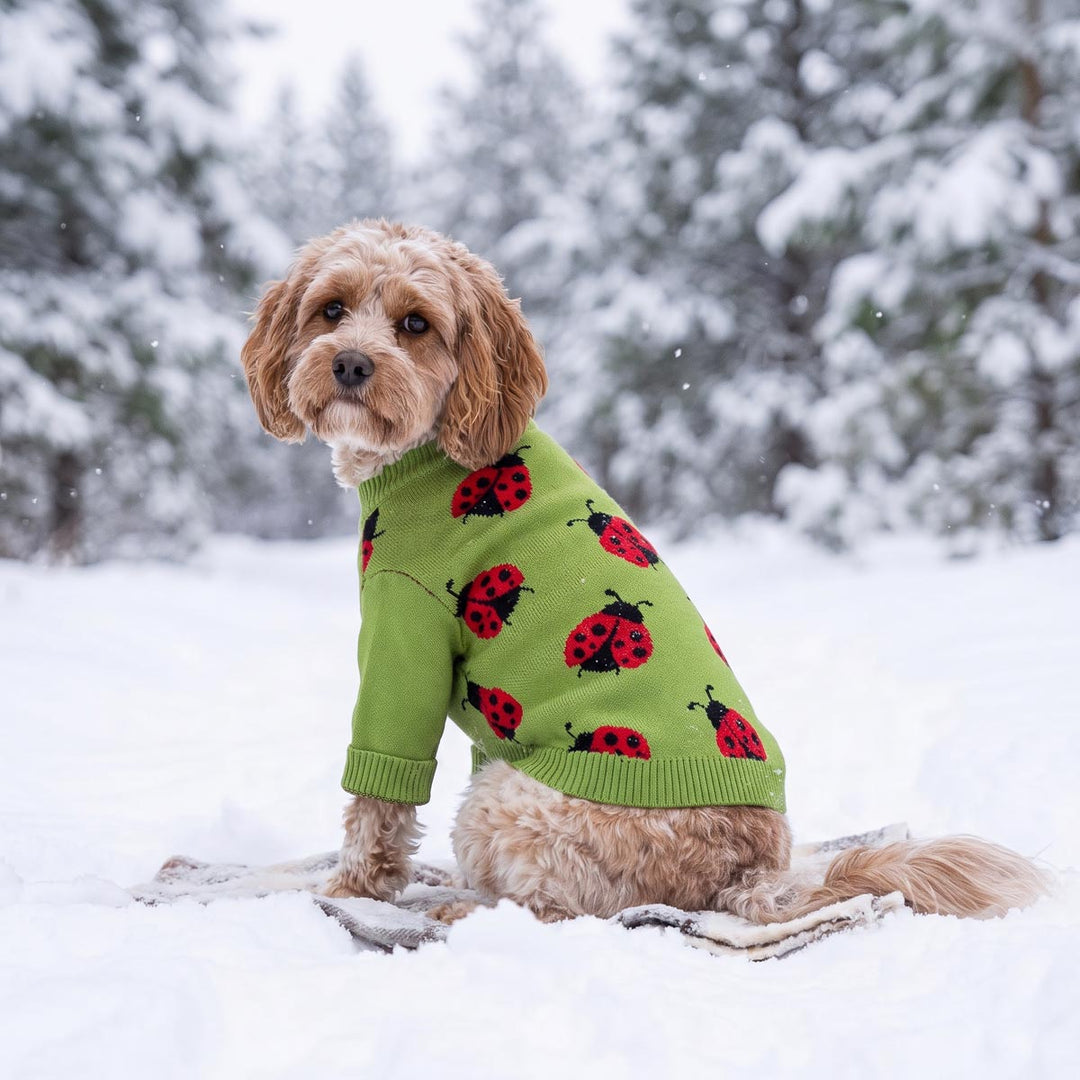 Small dog sitting on the snow and wearing a dog knitted sweater with ladybug prints