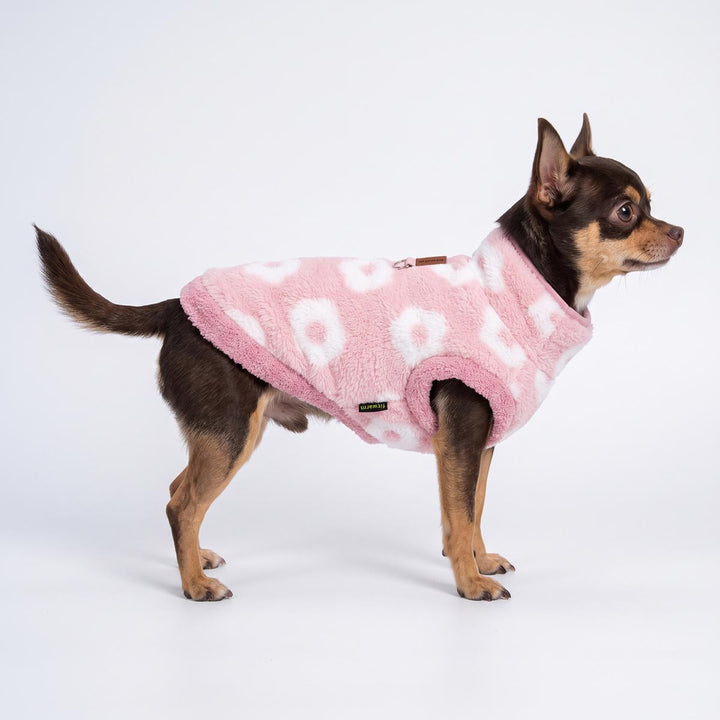 Chihuahua wearing a mock neck floral dog winter coat on a white background