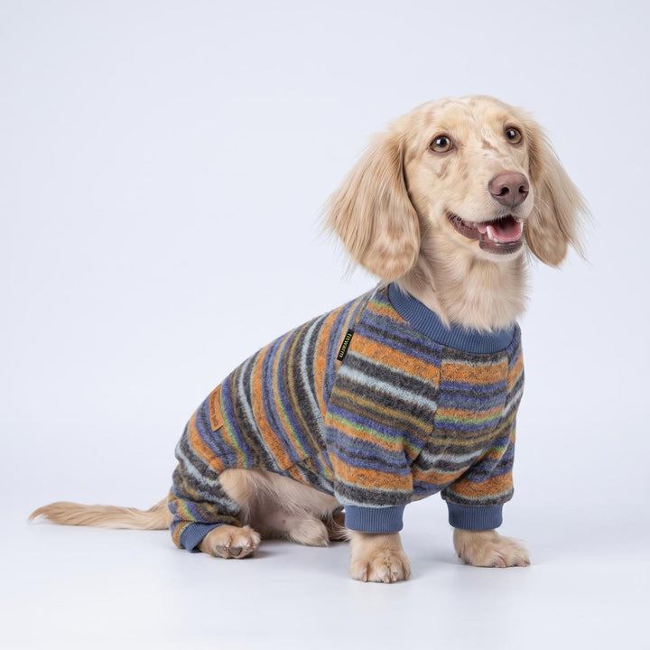 Small dachshund wearing a striped knit dog pjs, sitting against a clean white studio background