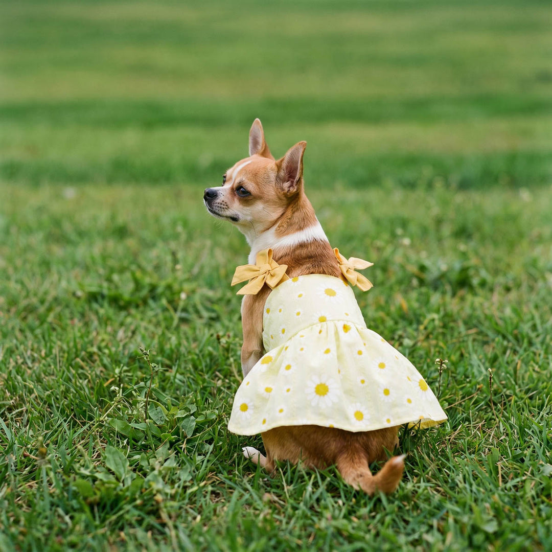 Daisy Bow Dog Dress | Pink Birthday Outfit for Small Dogs - Fitwarm Daisy Bow Dog Dress | Pink Birthday Outfit for Small Dogs - Fitwarm