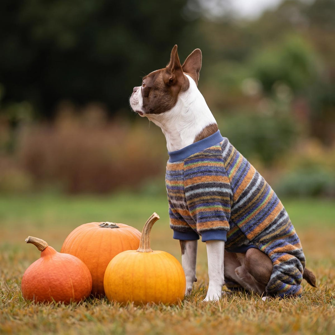 Boston Terrier dog  sits on grass next to three pumpkins with a cozy striped knit dog pjs