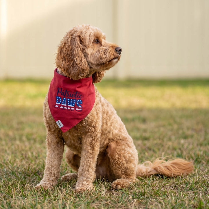 Small dog sitting on the grass in a patriotic dog bandana