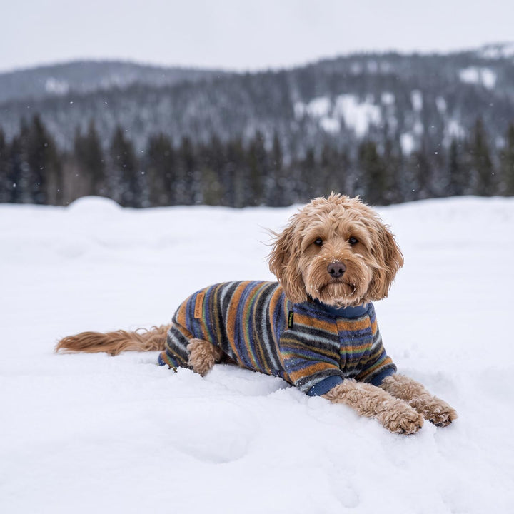 Small tan dog lying in the snow wearing a striped knit dog pajamas inn blue, orange, yellow, and gray, with a snowy field and forested hills in the background