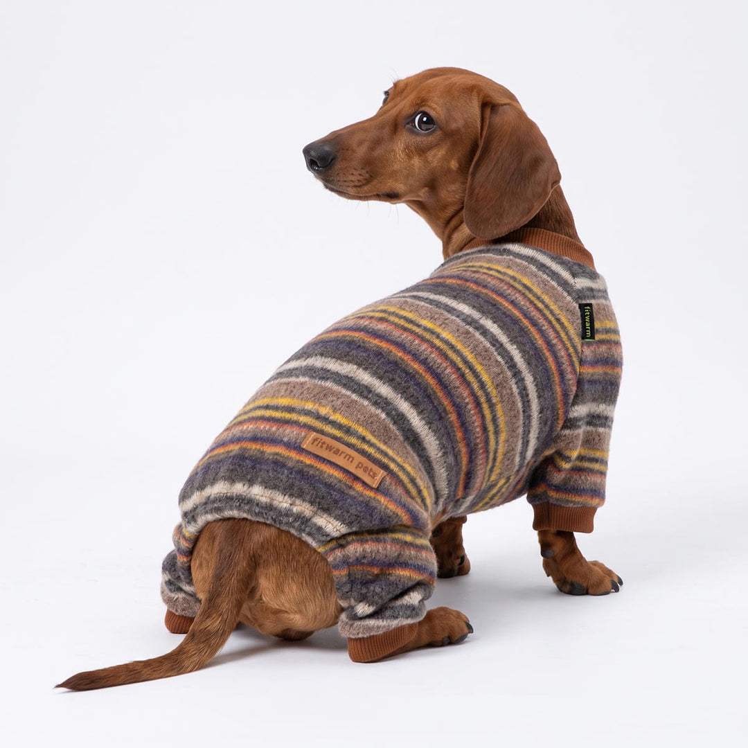 Dachshund looks back with a stirped dog pjs on a white background
