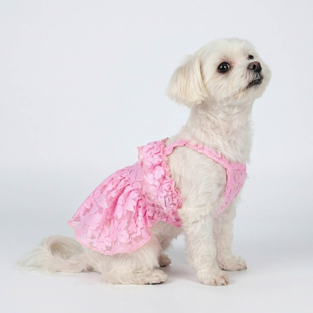 Small dog in a charming pink lace dog dress