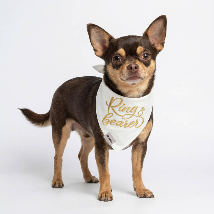 Chihuahua wearing a dog bandana with 'Ring bearer' lettering and diamond ring print