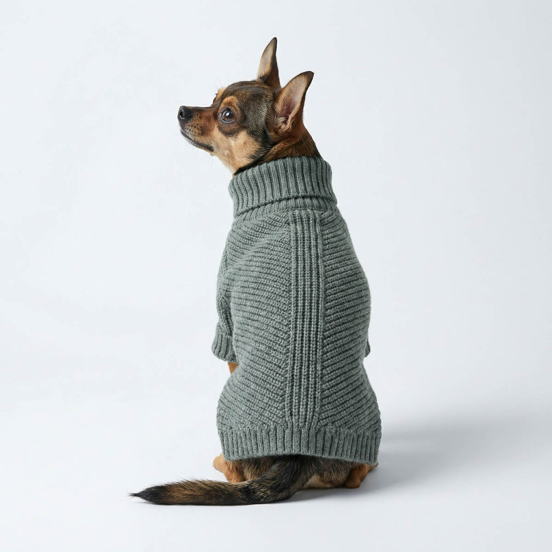 Cozy winter dog sweaters on a sitting Chihuahua