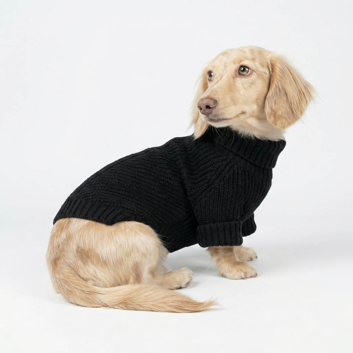 Long haired Dachshund wearing a turtleneck sweater for dogs in a white background