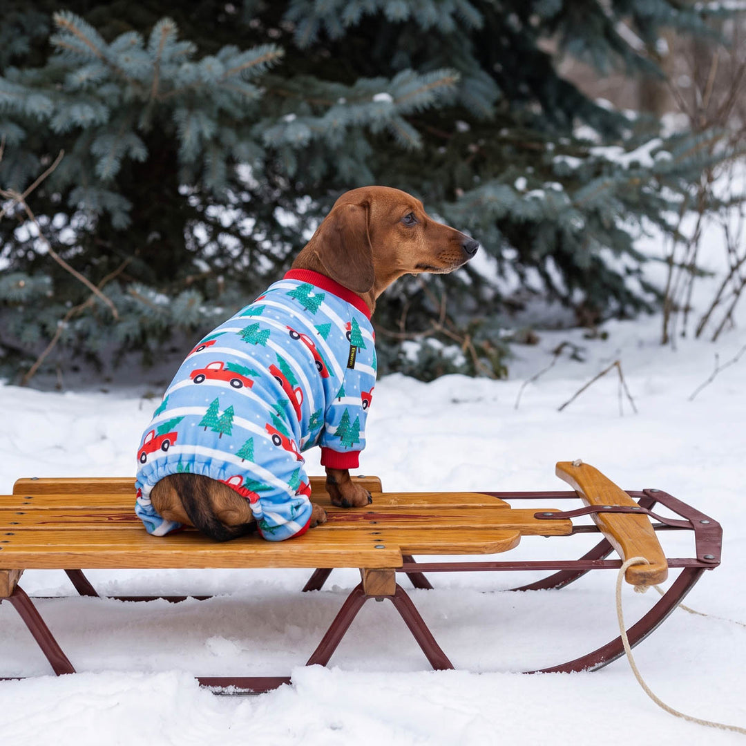 Dachshund sitting on a wooden sled in the snow, wearing a blue dog Christmas pajamas with red cars and green trees
