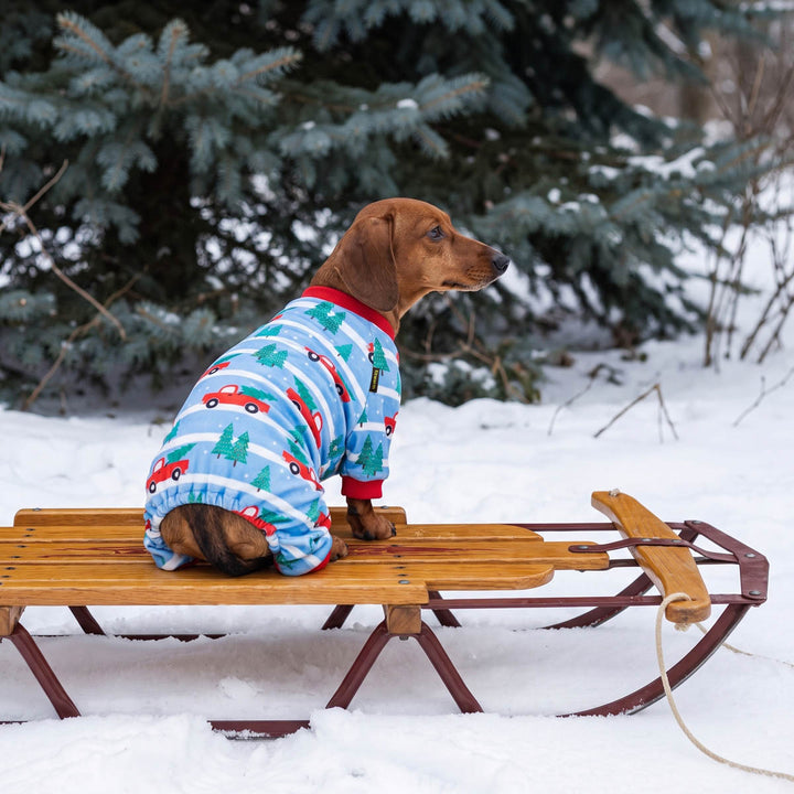 Dachshund sitting on a wooden sled in the snow, wearing a blue dog Christmas pajamas with red cars and green trees