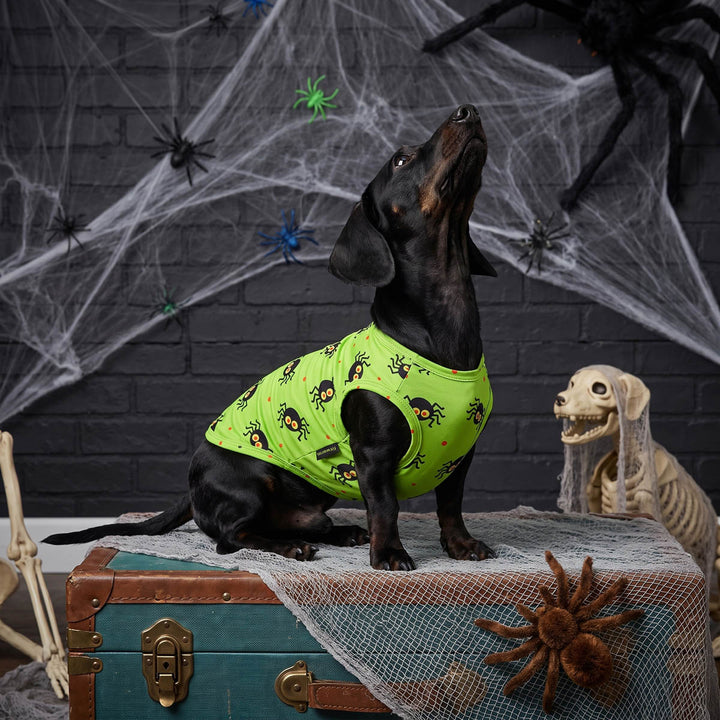 Black dachshund wearing a bright lime green Halloween dog t-shirt with a black spider print, sitting on a vintage teal trunk in a Halloween-themed setting 